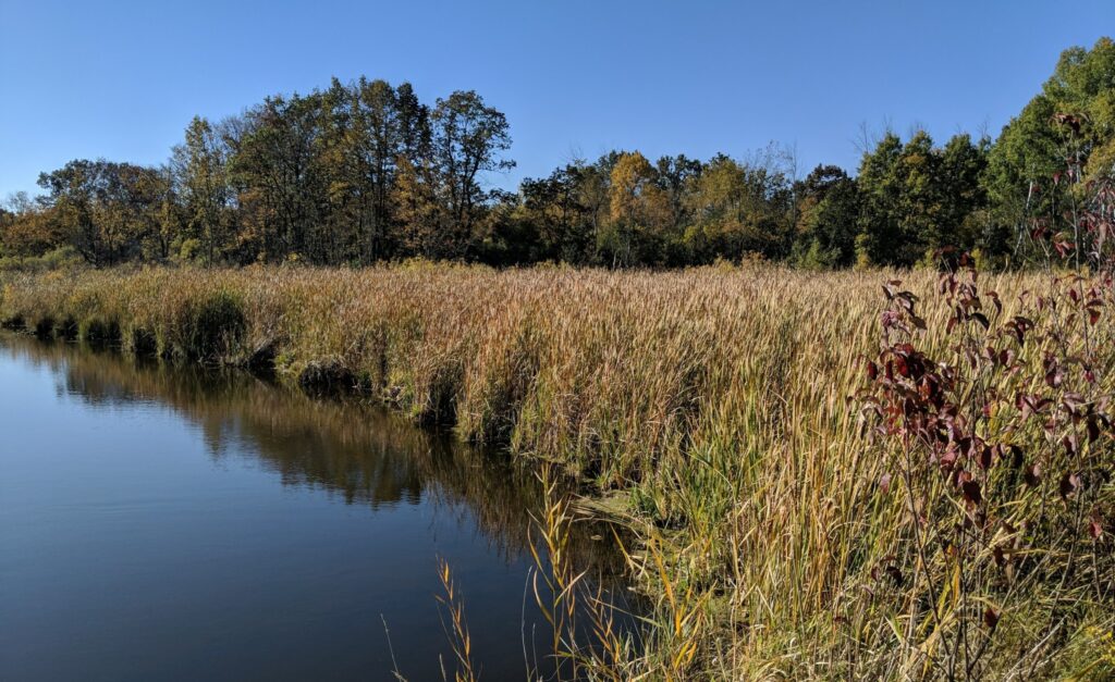 A peaceful scene of a grassy marsh beside still water, framed by trees under a clear blue sky.