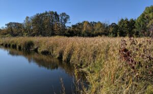 A peaceful scene of a grassy marsh beside still water, framed by trees under a clear blue sky.