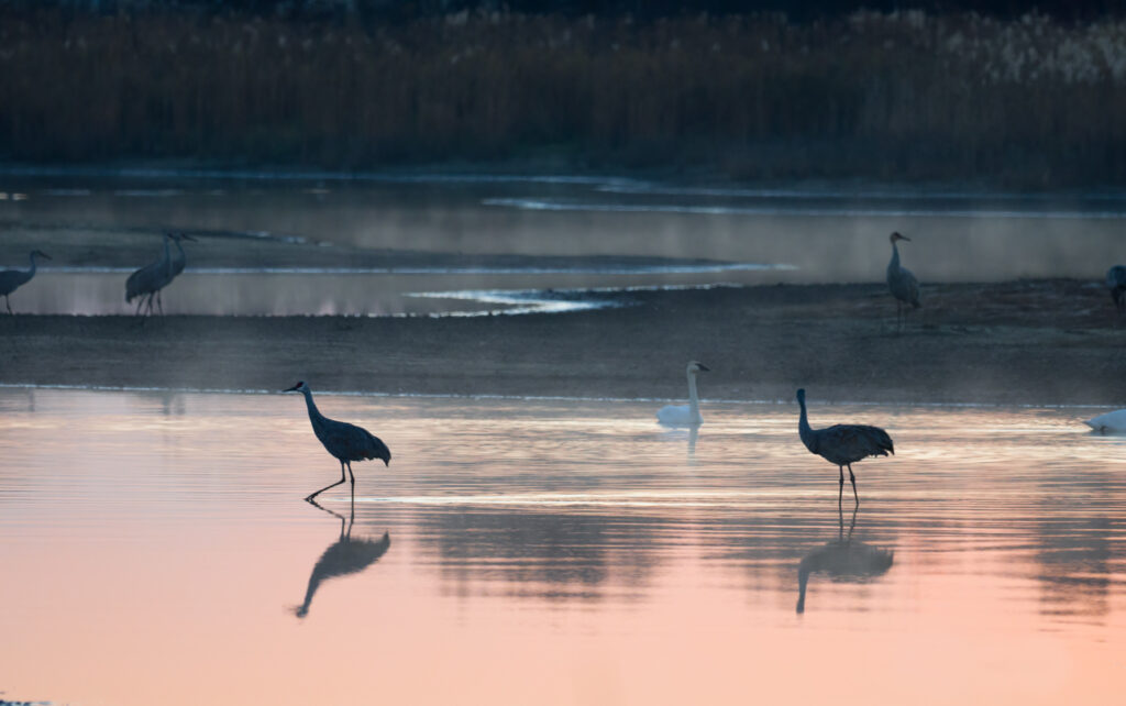 Several sandhill cranes stand in water.