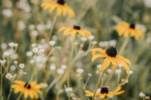 Yellow and brown flowers in a tilt shift lens, surrounded by small white flowers.