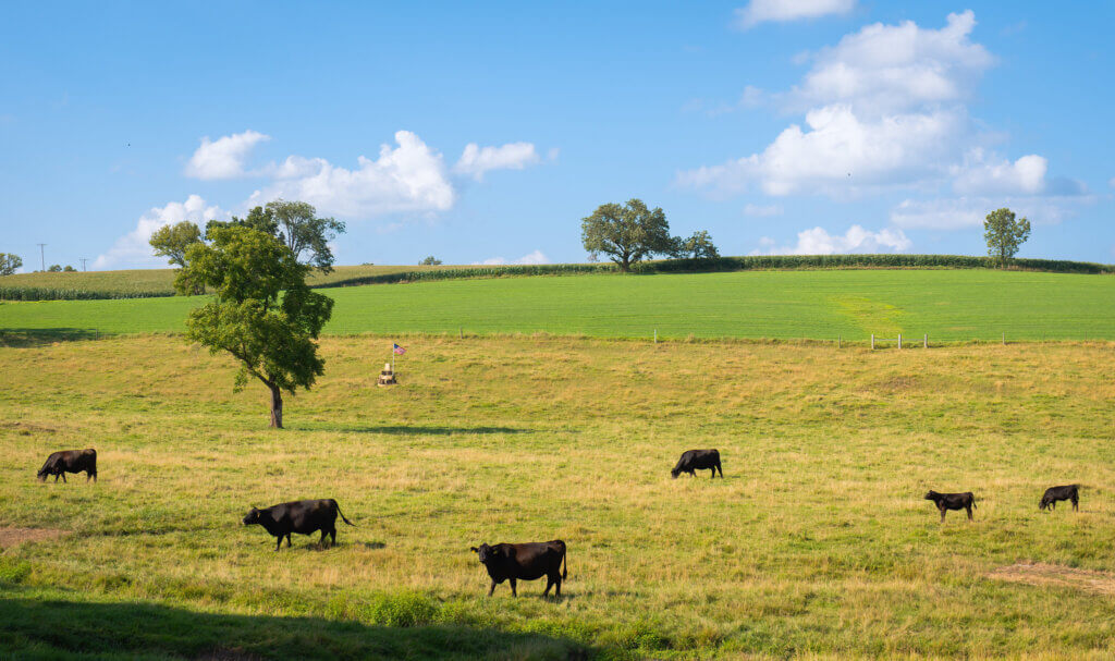 Black cattle grazing in a green pasture under a partly cloudy blue sky. Rolling hills with corn fields and scattered trees are visible in the background.