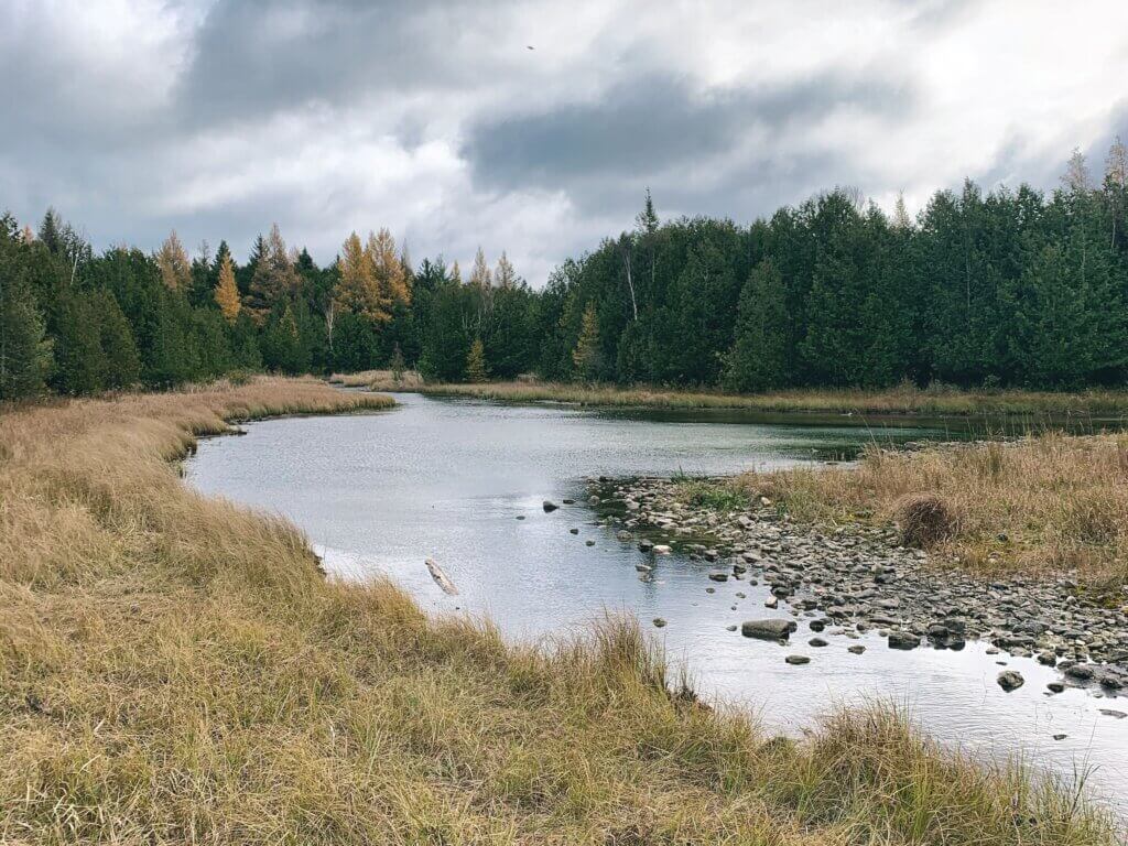 A peaceful wetland spring winds through golden autumn grasses toward a mixed forest under cloudy skies, with scattered rocks visible in the shallow water.