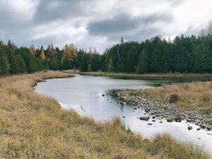 A peaceful wetland spring winds through golden autumn grasses toward a mixed forest under cloudy skies, with scattered rocks visible in the shallow water.