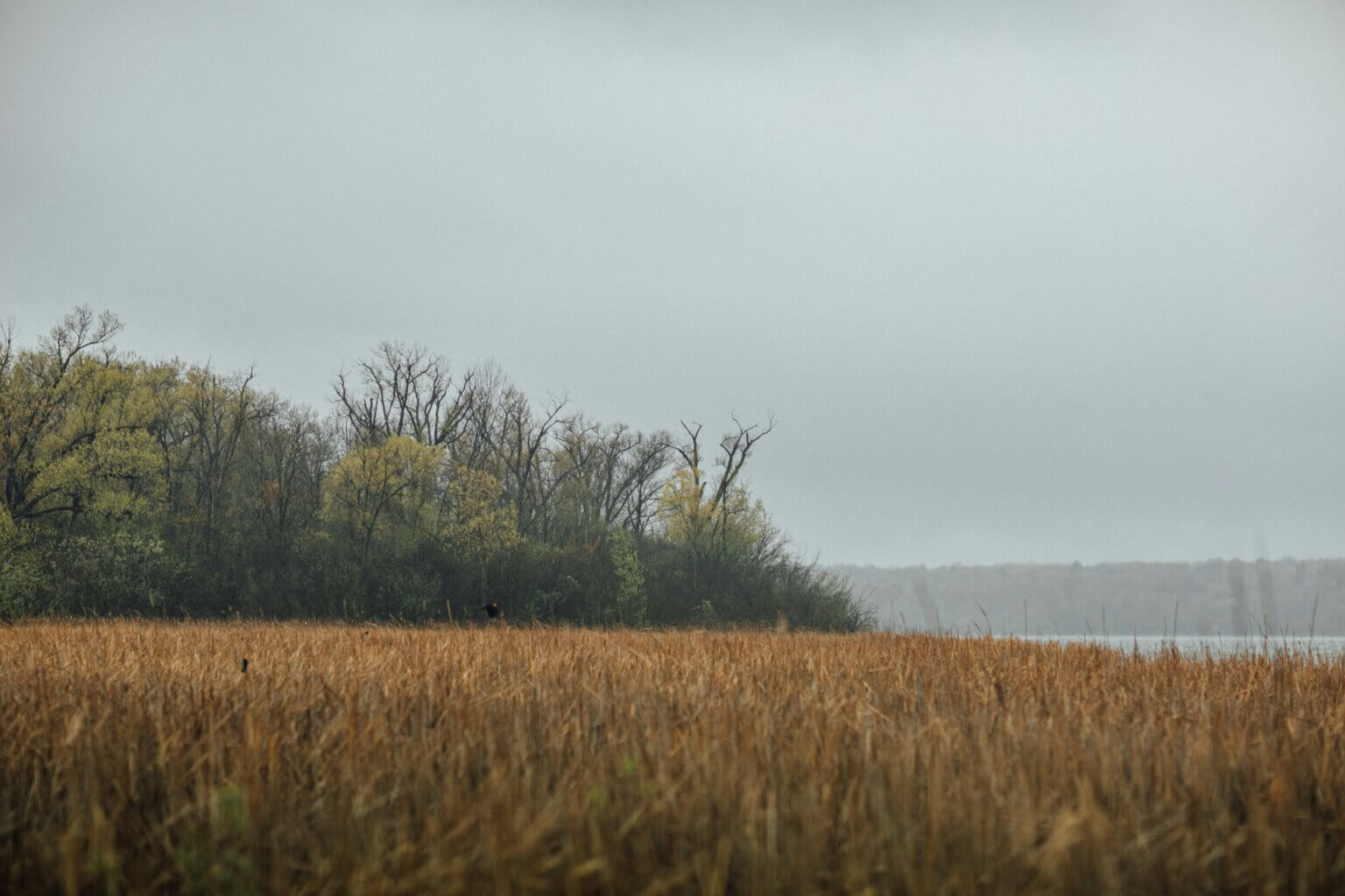 Brown grass in a field with green trees in the distance.