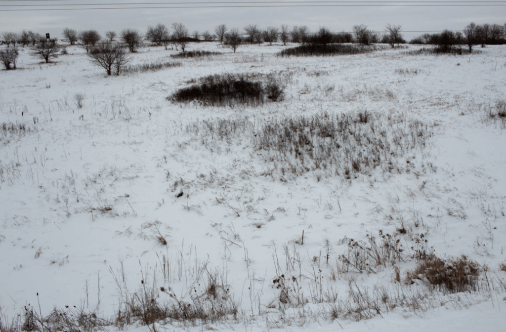 A wide, snow-covered prairie landscape with scattered shrubs and small trees. The terrain is gently rolling under an overcast sky.