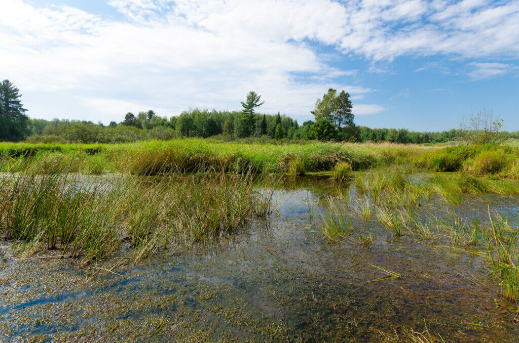 Clumps of rushes and sedges rise from a shallow wetland on a sunny summer day, with aquatic vegetation visible beneath the water's surface and a mixed pine and hardwood forest along the horizon.