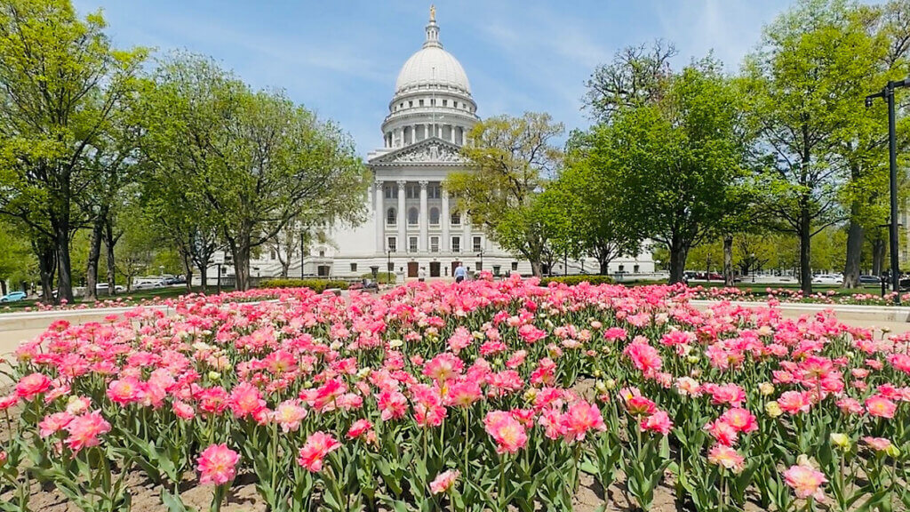 A vibrant bed of pink tulips blooms in the foreground of the Wisconsin State Capitol building on a sunny spring day, with leafy green trees framing the white domed structure.