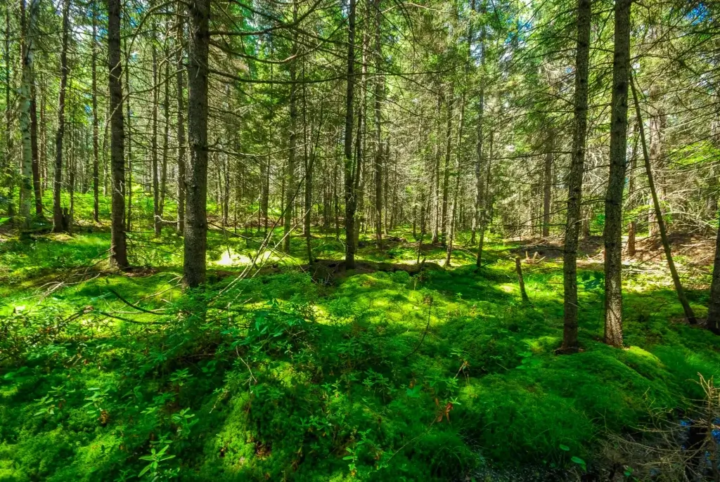 Sunlight filters through a dense stand of spruce or fir trees onto a lush carpet of bright green moss covering the forest floor.