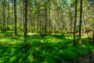 Sunlight filters through a dense stand of spruce or fir trees onto a lush carpet of bright green moss covering the forest floor.